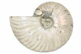 Silver, Iridescent Ammonite Fossil - Madagascar #191911-1